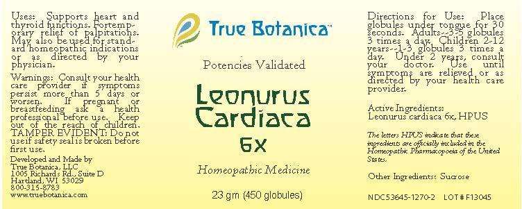 Leonurus Cardiaca